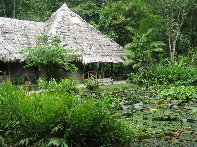 Piedras Blancas national park Esquinas rainforest lodge green